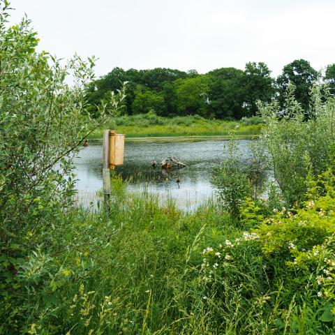 Tom Dykstra purchased this 110-acre wetland reserve easement located in Fremont, Indiana in 2015. The property, pictured June 7, 2022, was originally enrolled in the Wetland Reserve Easement Program through USDA’s Natural Resources Conservation Service in 2010 through an initiative in the Fish Creek Watershed aimed at creating habitat for the endangered copper belly water snake. Dykstra worked with NRCS in 2019 to connect multiple wetlands on the property with tile drains and water control structures to a