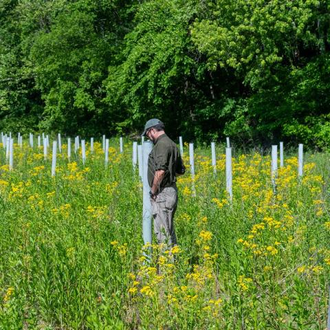 John Lawrence, Sycamore Land Trust executive director, checks one of the nearly 3,000 trees planted in May 2022 at Fix-Stoelting Nature Preserve in Bean Blossom Township, Indiana during a visit May 26, 2023. The property is one of 56 totaling nearly 11,000 acres owned or managed by the Sycamore Land Trust for conservation purposes. Sycamore worked with USDA’s Natural Resources Conservation Service through the Environmental Quality Incentives Program to transform the nearly 10-acre crop field at Fix-Stoelt