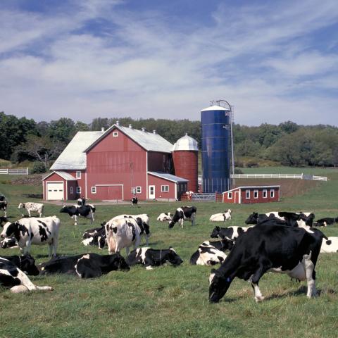 Hallaway Dairy Farm in Delhi, NY, September 1999. USDA Photo.