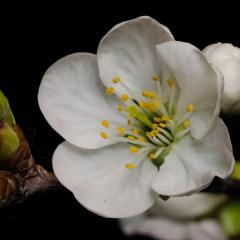 Spring tree blossoms in the northern Virginia area, on Saturday, April 4, 2014.  USDA photo by Lance Cheung.