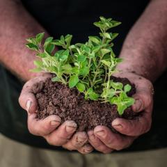 U.S. Marine Corps veteran Calvin Riggleman holds an oregano seedling and soil on Bigg Riggs farm in Hampshire County, WV on Wednesday, Jun. 24, 2015. Riggleman served in Iraq and serves his community farm fresh organic produce, and food products made by the Bigg Riggs Farm team. Riggleman grew up on the family farm but it was his comrades-in-arms from Iraq who helped him figure out how to make the farm productive, transforming an orchard with roadside sales to a multidimensional farm that provided value add