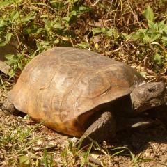 The gopher tortoise is a candidate species for listing under the Endangered Species Act.