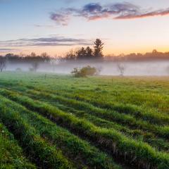 A morning fog hangs over a New Hampshire field.