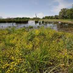 Wetland area in Texas