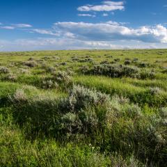 Sagebrush flats on the Arbuckle Ranch in Carter County, Montana