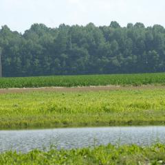 Shallow wildlife pond with cropland buffer