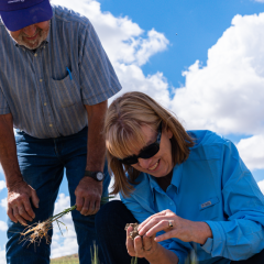 Producer Dan Buerkle and NRCS Supervisory District Conservationist Ann Fischer look at soil structure of wheat field during drought. Fallon County, MT.