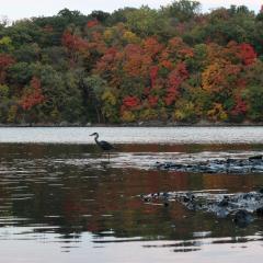 A great blue heron stands in the Mississippi River with fall foliage in the background.