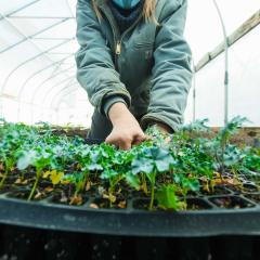 Jan Pilarski, the founder of Green Bridge Growers located in Mishawaka, IN,  prepares to plant kale in the farm's hoop house Dec. 18, 2020.