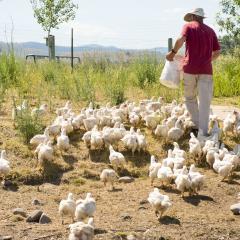 Henry Wvensche feeds his chickens at Homestead Organics in Ravalli County, Montana