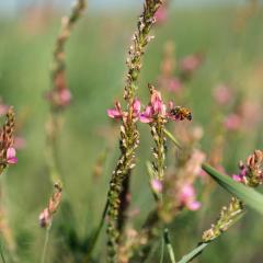 Pollinator field border provides habitat and food source for pollinator insects. Deakin Farms, Pondera County, MT.