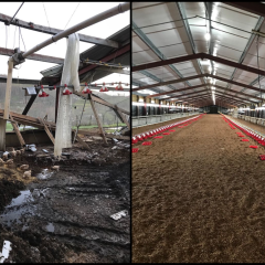 Aibonito, PR, poultry house damaged by Hurricane Maria, before and after NRCS roofs and covers practice applied.