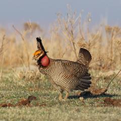 Male esser prairie-chicken on a lek in the Red Hills of Kansas