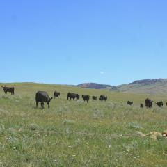 Livestock grazing in Big Horn County, Montana.