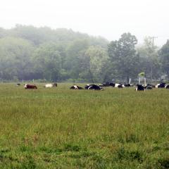 Cows in a field in Rhode Island