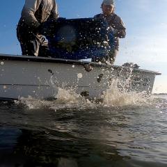Deploying oysters into the water from a boat.