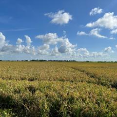Louisiana rice ready to harvest 