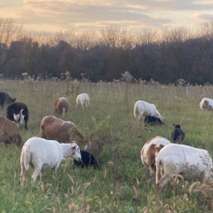 Goats in pasture