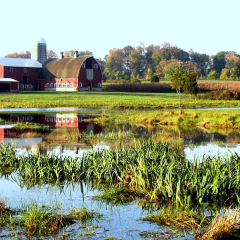 A farm sits in the background of a wetland. 