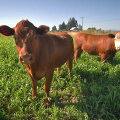 red cattle in pasture