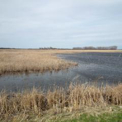 Restored Wetland in Roberts County, South Dakota 