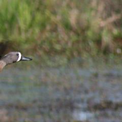 A blue wing teal lands in a wetland