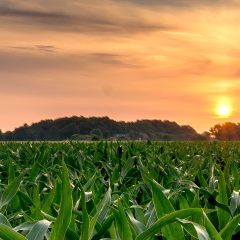 Corn crop in sunset