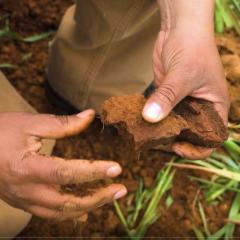 Soil scientist examining soil.