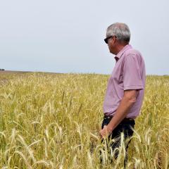 District Conservationist John Bruene looks at newly terminated cereal rye on the Eastern Iowa Airport cropland.