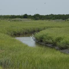 Tidal wetlands provide flood protection, wildlife habitat and water quality improvement