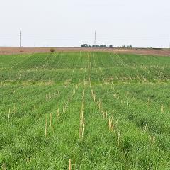 Cereal rye grows to knee high in the spring prior to spring termination on a Buena Vista County crop field.