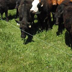 Livestock grazing in Marion County, Iowa.
