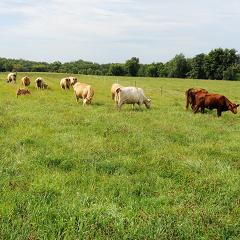 Cattle graze pasture in southeast Iowa.