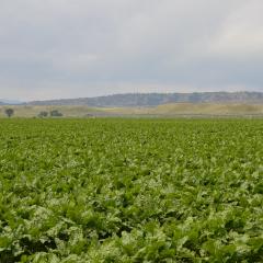 No-till sugar beets planted under center pivot irrigation in Carbon County, Montana