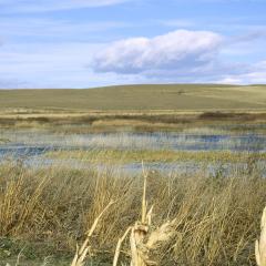 Wetlands on Muddy Creek in Cascade County, Montana