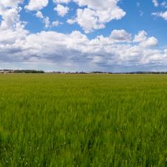 Panoramic view of barley field in Yellowstone County, Montana