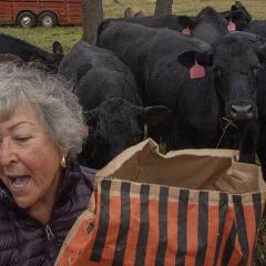 Farmer feeding her cattle