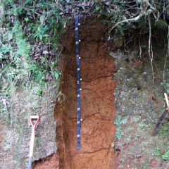 Puerto Rico soil profile.