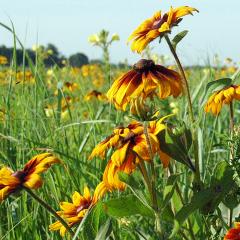 Pollinators on a wetland easement in Washington County, Iowa.
