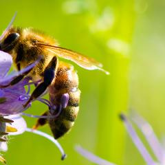 A bee pollinates a flower