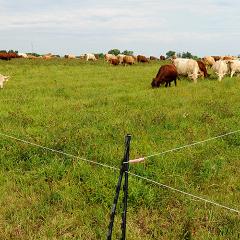 Livestock grazing in southeast Iowa