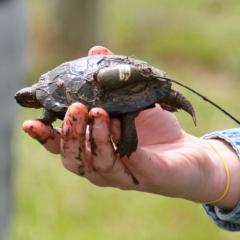 Bog Turtle with radio tracking device 