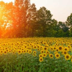 A field of sunflowers during sunrise.