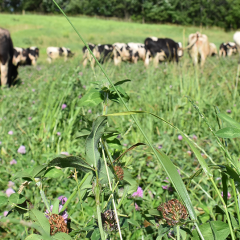 Cattle grazing cover crops.