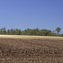 Landscape of the Coxville soil series.