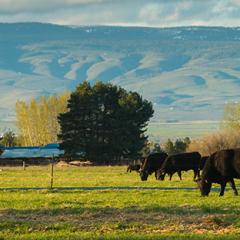 USDA Boosts Conservation on Grazing Lands and Support for Farmers and Ranchers