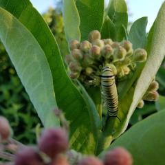 Monarch caterpillar feeding on common milkweed.
