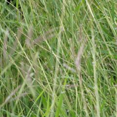 Close up of forage grass at St. Croix sheep and goat farm - Feb 2012.