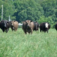 Picture of a herd of cows in a lush green pasture moving toward the viewer.