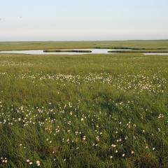 Cotton grass in a wetland in Alaska